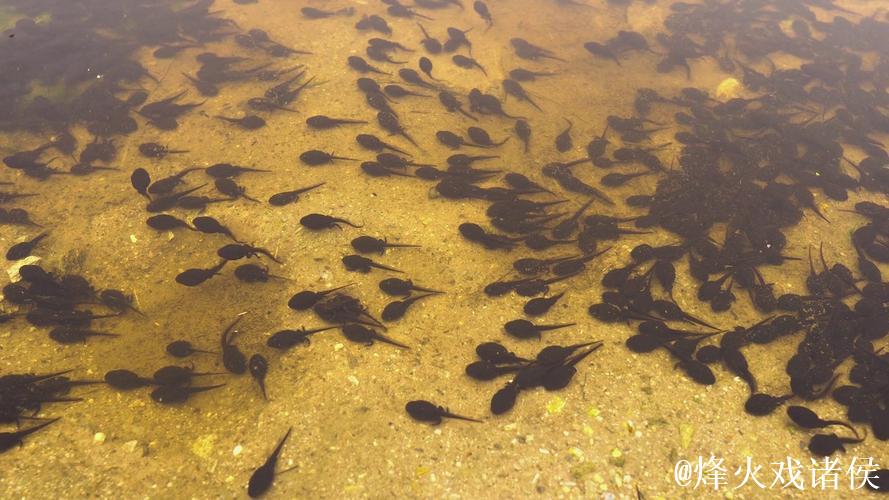 蝌蚪视频窝在线播放网